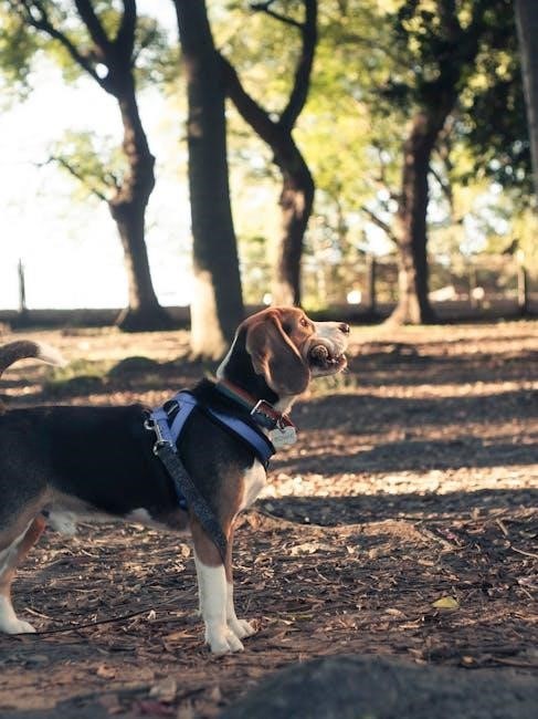 easy walk harness instructions pdf