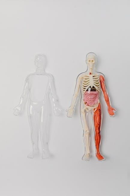 netter anatomy pdf