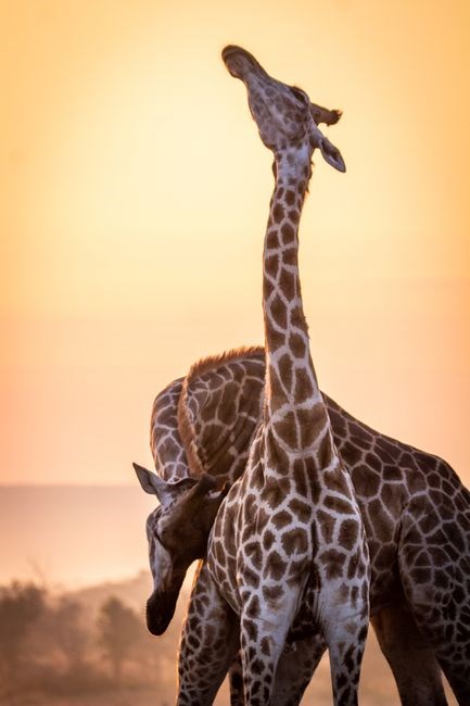 giraffes can’t dance pdf